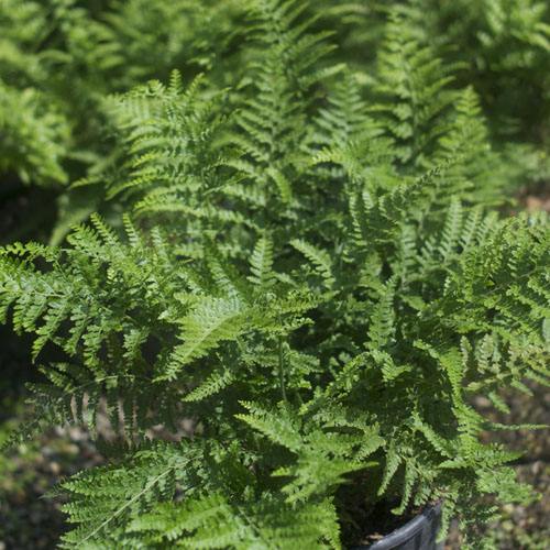 Microlepia strigosa Lace Fern 